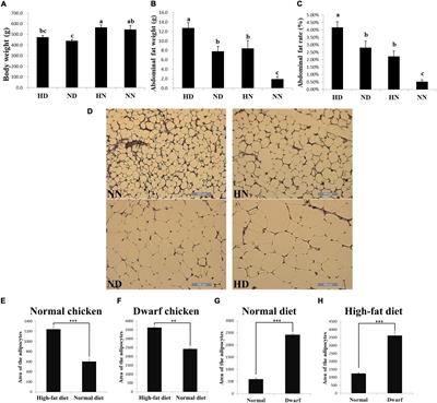 Integrative Analyses of mRNA Expression Profile Reveal SOCS2 and CISH Play Important Roles in GHR Mutation-Induced Excessive Abdominal Fat Deposition in the Sex-Linked Dwarf Chicken